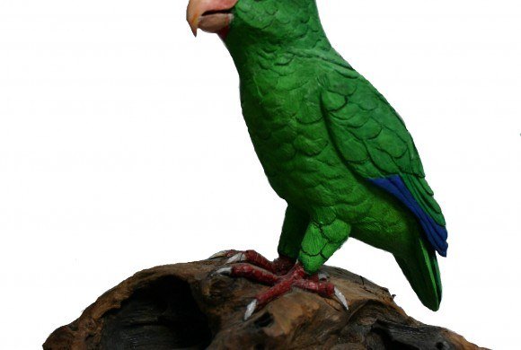 Cotorra de Puerto Rico, de Angel L. Torres